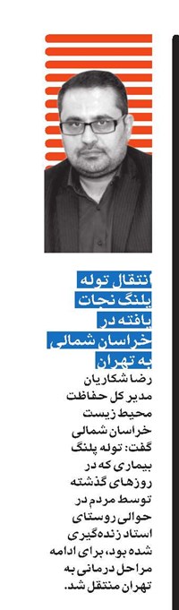 انتقال توله پلنگ نجات یافته در خراسان ‌شمالی به تهران